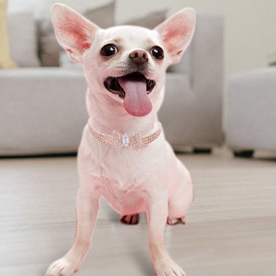 Collier chien Premium Sécurisé
