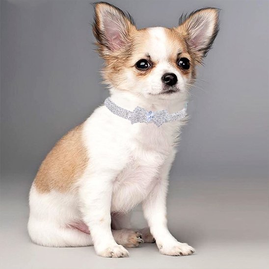Collier chien argent