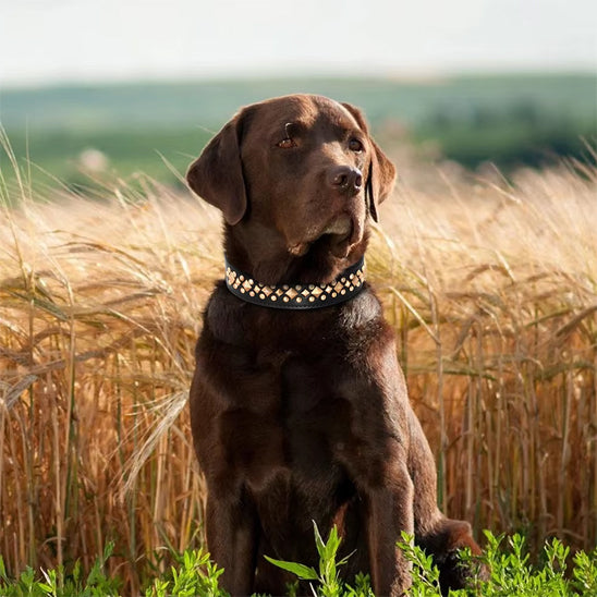 collier chien herbe