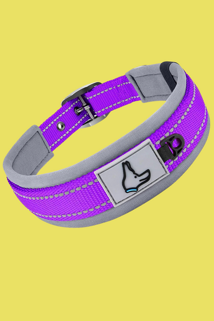 collier chien mauve