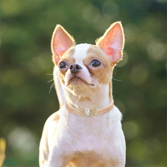 Collier chien or
