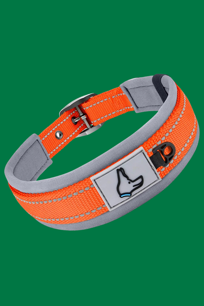 collier chien orange