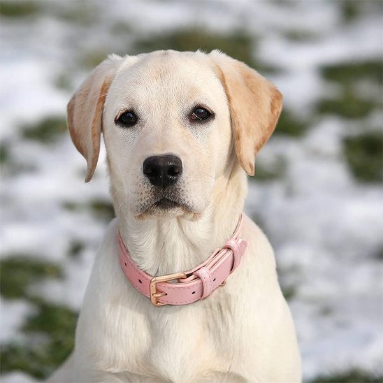 Collier chien rose