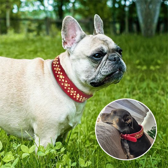 Collier chien rouge Premium Résistant