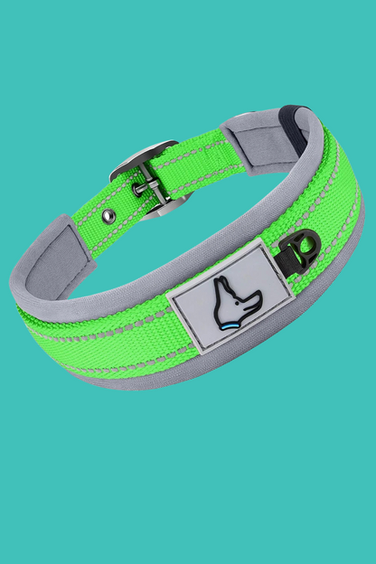 collier chien vert