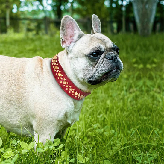 collier en cuir herbe cool