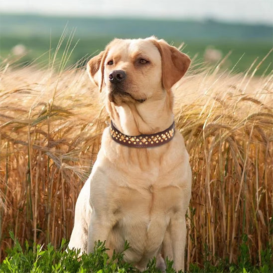 collier en cuir pour chien champs