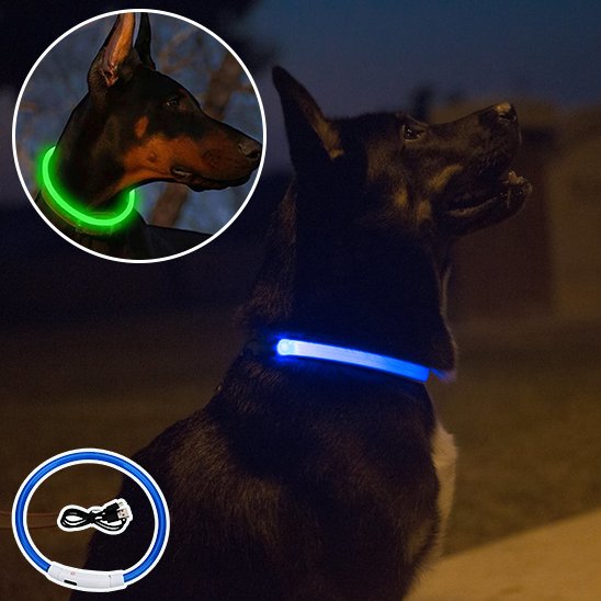 Collier lumineux chien bleu