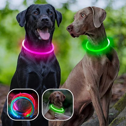 Collier lumineux chien rose-vert