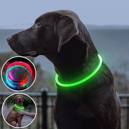 Collier lumineux chien vert