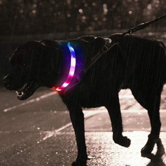 collier lumineux pour chien nocturne