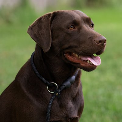 Collier noir pour chien Résistant et Confortable