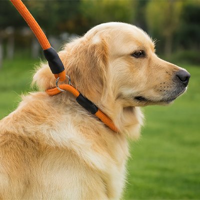 Collier orangepour chien Résistant et Confortable