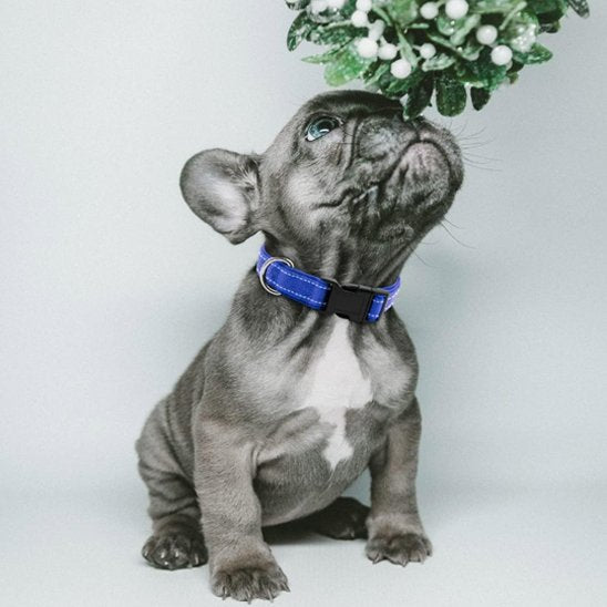 Collier pour chien Résistant et Confortable