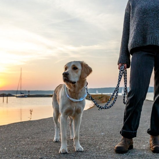 Collier pour chien arc en ciel Résistant et Confortable
