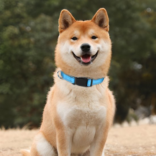 Collier pour chien bleu ciel