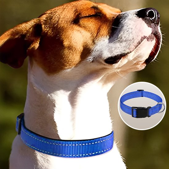 Collier pour chien bleu