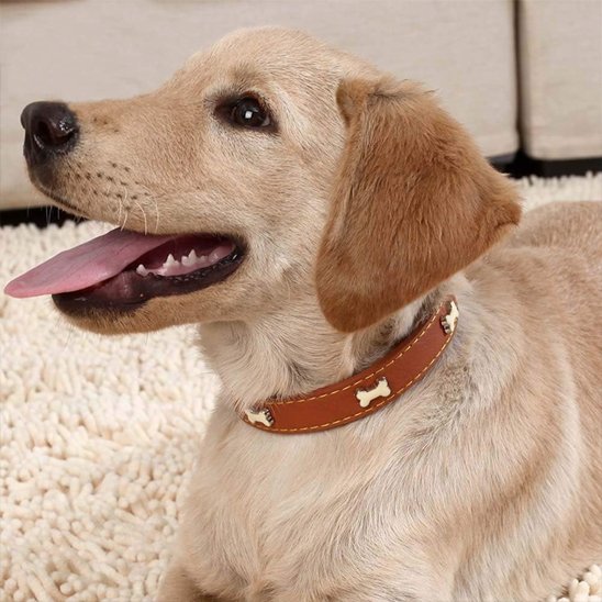 Collier pour chien brun
