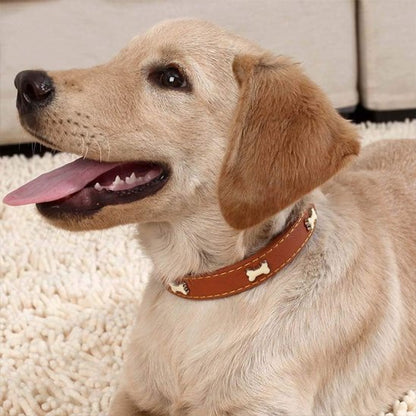 Collier pour chien brun