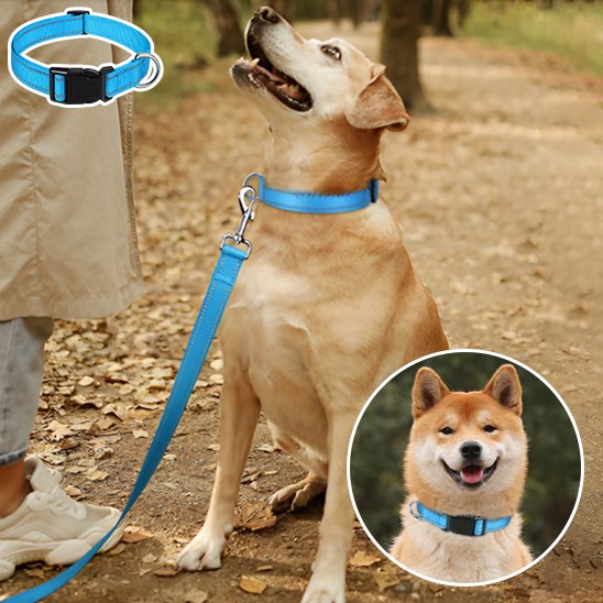 Collier pour chien ciel bleu