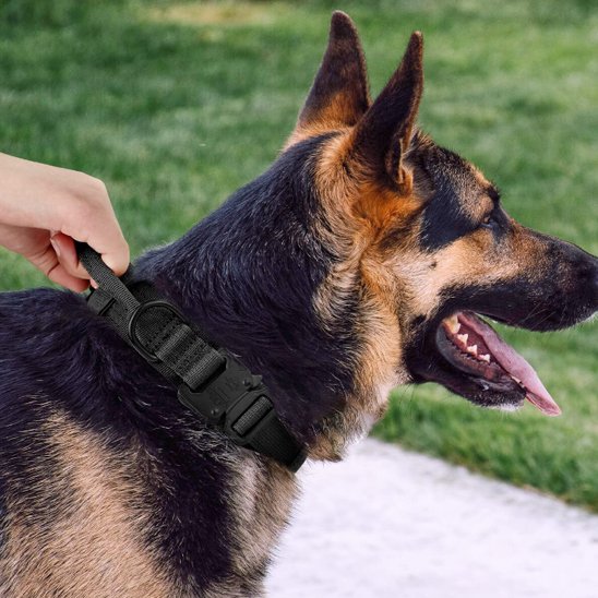 Collier pour chien confort noir 