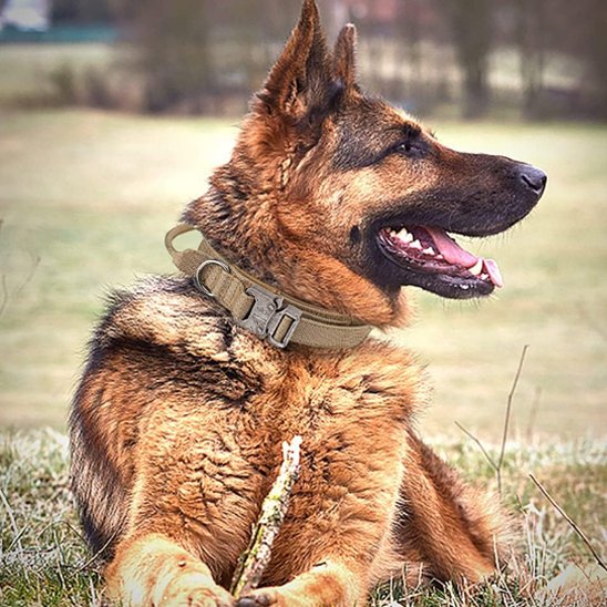 Collier pour chien confort robuste