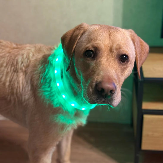 collier pour chien lumineux élégant