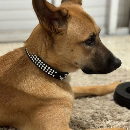 Collier pour chien noir Résistant et Ajustable