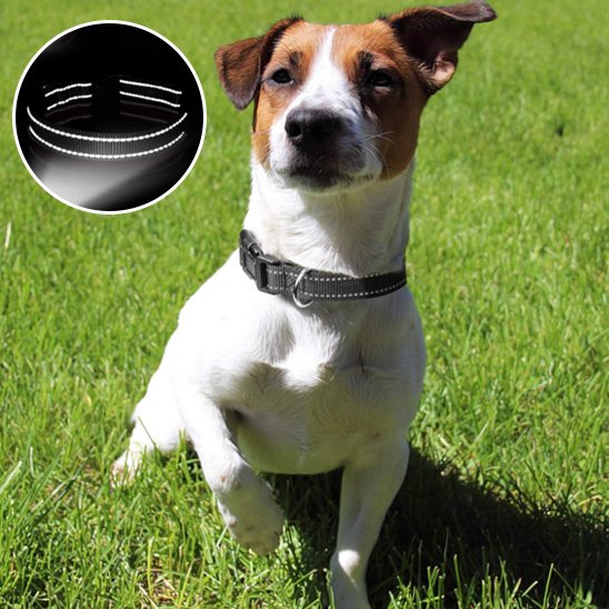 Collier pour chien noir Résistant et Confortable