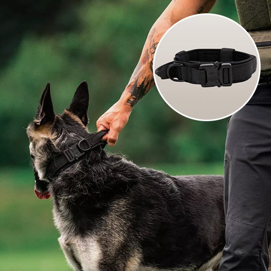 Collier pour chien noir robuste