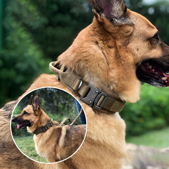 Collier pour chien robuste brun