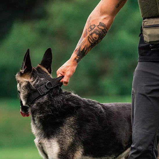 Collier pour chien robuste confort