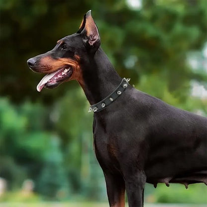 Collier pour chien robuste