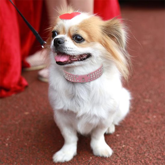 Collier pour chien rose Résistant et Ajustable