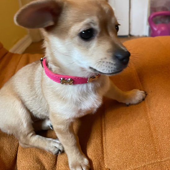 Collier pour chien rose Résistant et Confortable