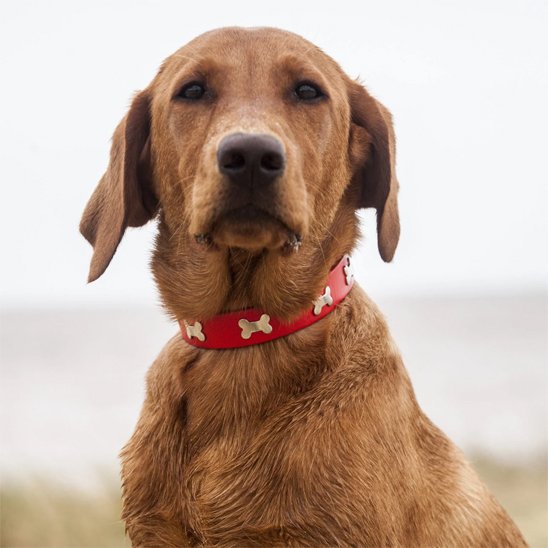 Collier pour chien rouge Résistant et Confortable