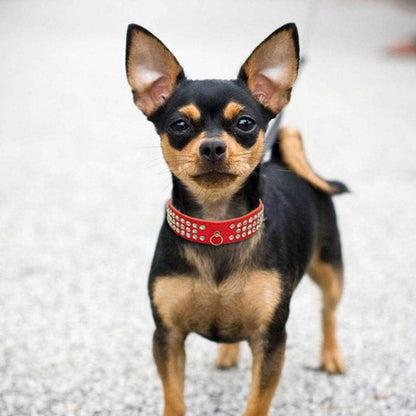Collier pour chien rouge