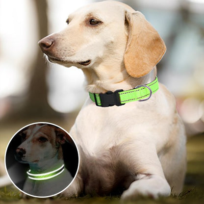 Collier pour chien vert