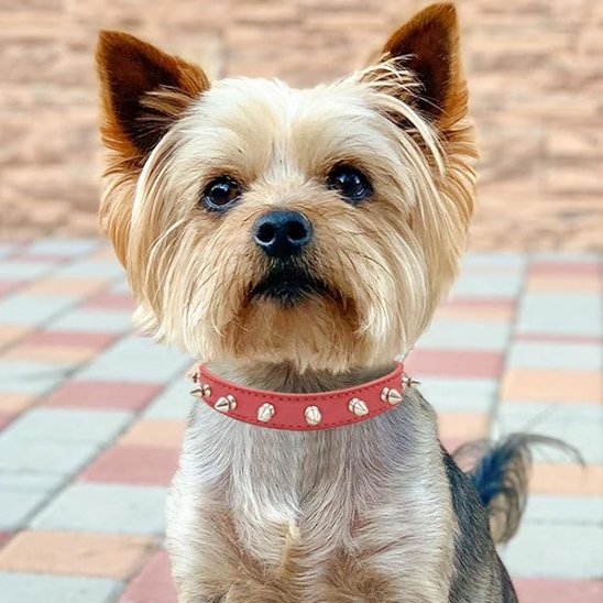 Collier pour chien