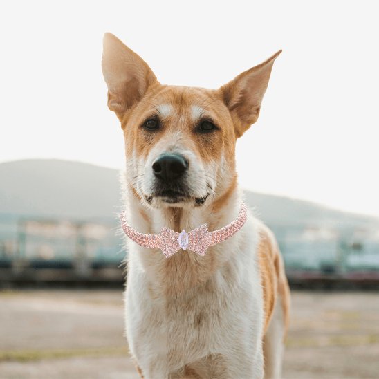 Collier rose chien