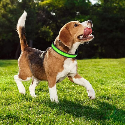 Colliers lumineux pour chiens Sécurité Nocturne