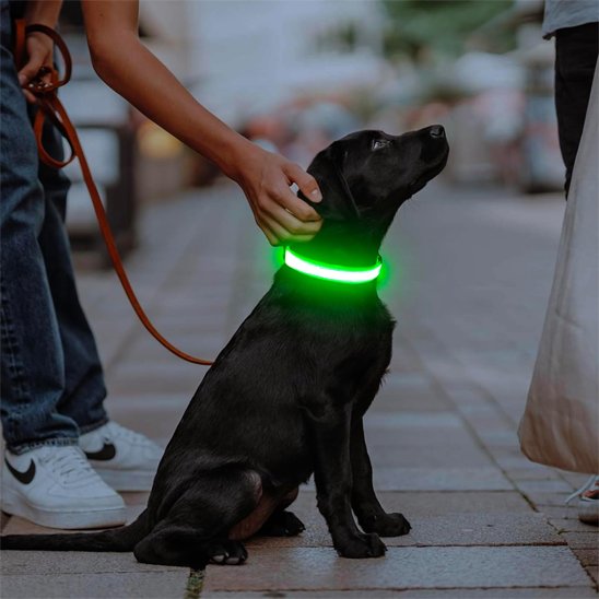 Colliers lumineux pour chiens vert