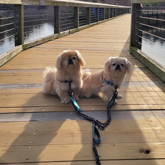 Double laisse pour chien bleu anti