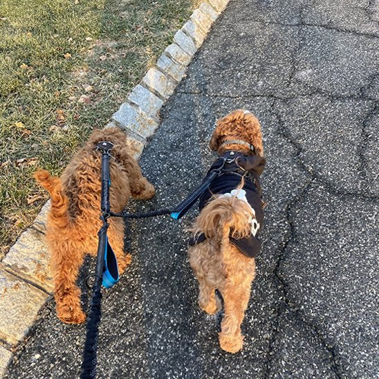 Double laisse pour chien bleu 