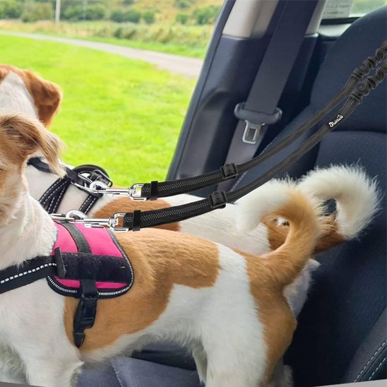 Double laisse pour chien premium