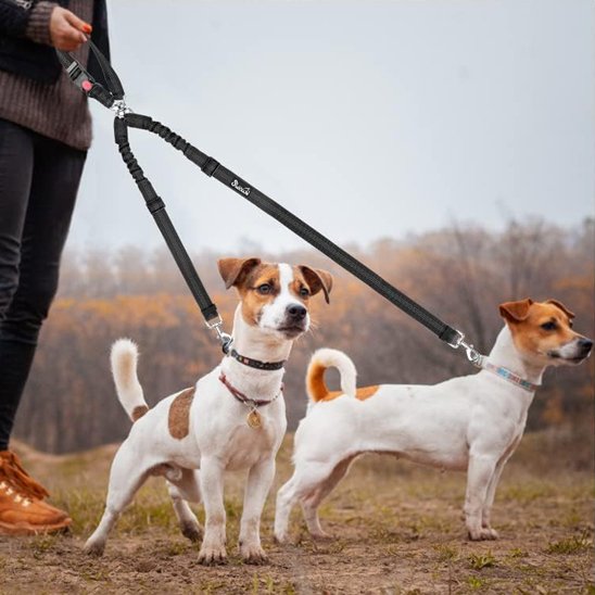 Double laisse pour chien terrier