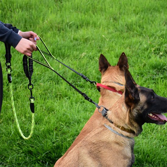 Double laisse pour chien vert