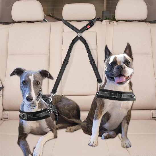 Double laisse pour chien voiture