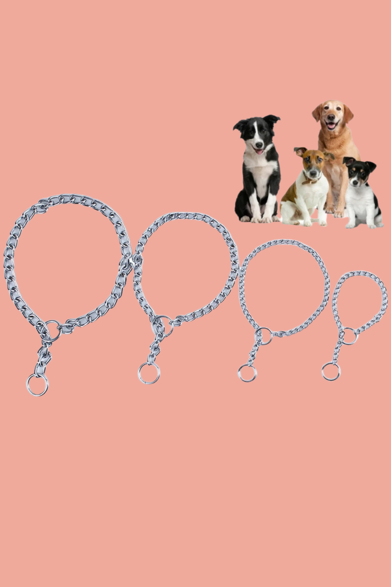 dressage collier chien