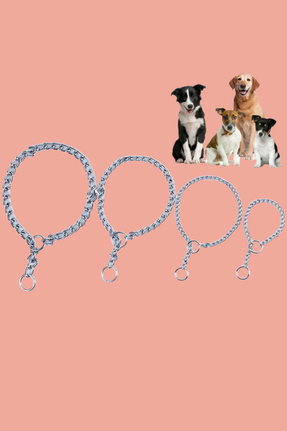 dressage collier chien